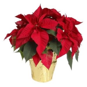 poinsettia